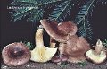 Lactarius hysginus-amf1080